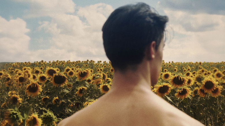 кадр из фильма Подсолнух