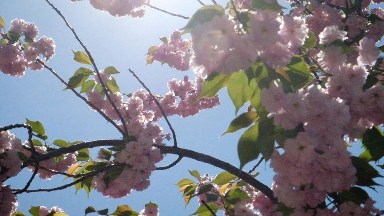 кадр из фильма As Far As Our Eyes Can See