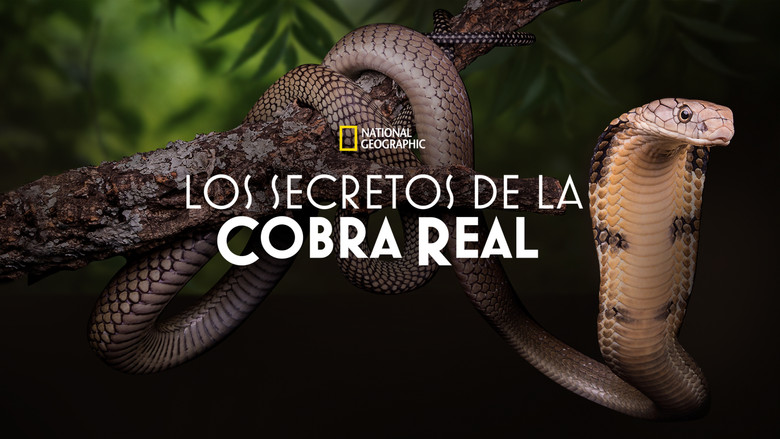 кадр из фильма Загадки королевской кобры