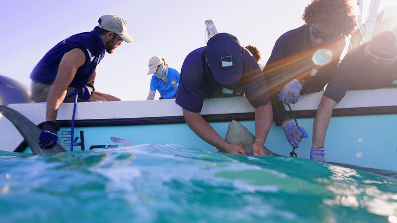 кадр из фильма Sharks of the Bermuda Triangle