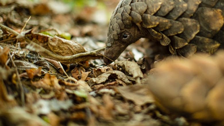 кадр из фильма Gorongosa: Paradise Reborn