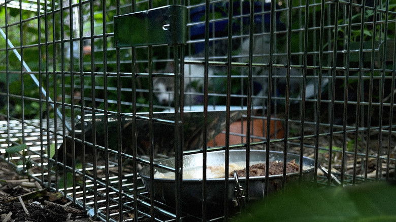 кадр из фильма New York Cat Crisis