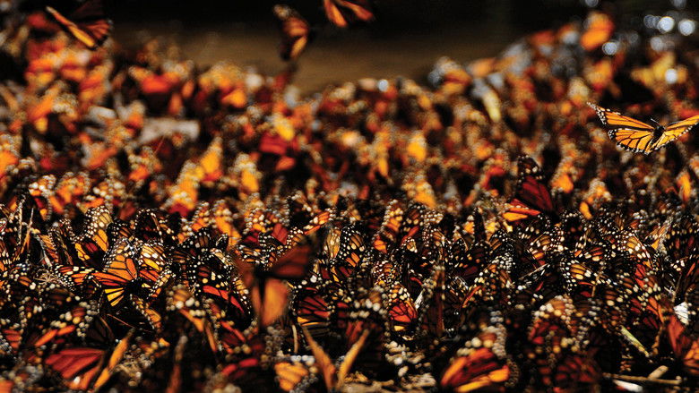 кадр из фильма South America Untamed