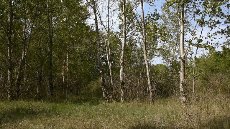 кадр из фильма il carbonasso