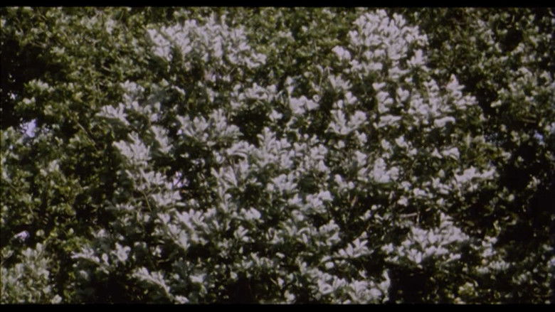 кадр из фильма Belle de Nature