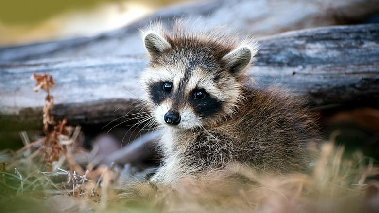 Le raton laveur, roi du survivalisme