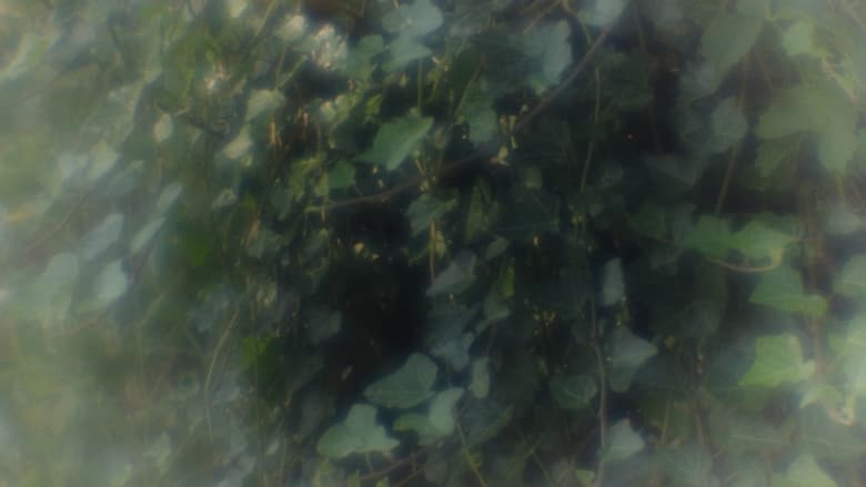 кадр из фильма When The Fog Comes