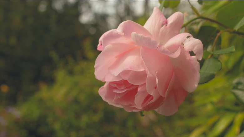 кадр из фильма The Flowers From The Window