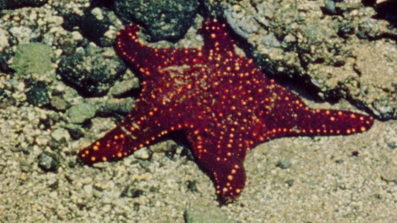 кадр из фильма When It Was Blue