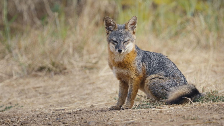 кадр из фильма Le renard qui a sauvé son île