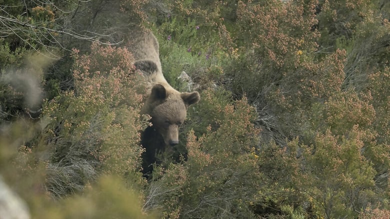 кадр из фильма Ours, simplement sauvage