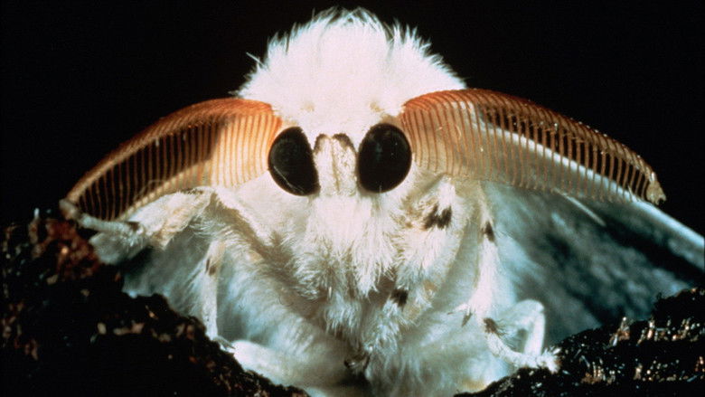 кадр из фильма Микрокосмос