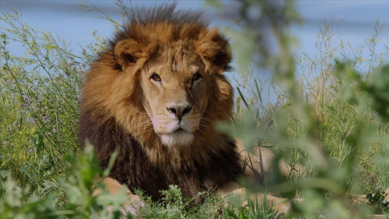 кадр из фильма Lion Ark