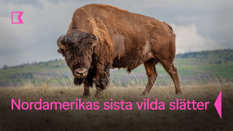 кадр из фильма Grasslands: North America's Hidden Wilderness