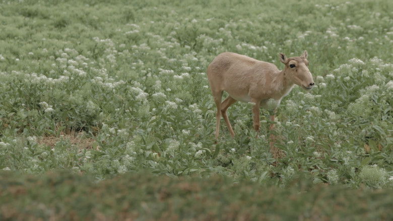 кадр из фильма Заповідник Асканія