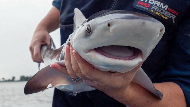 кадр из фильма Baby Sharks