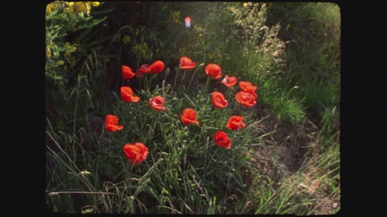 кадр из фильма Le Fil rouge