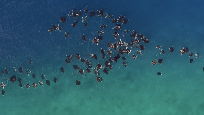 кадр из фильма A Deeper Dive with David Attenborough