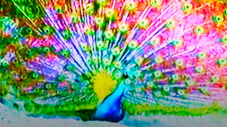 кадр из фильма bać się pawia