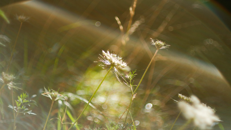 кадр из фильма L'école des fleurs