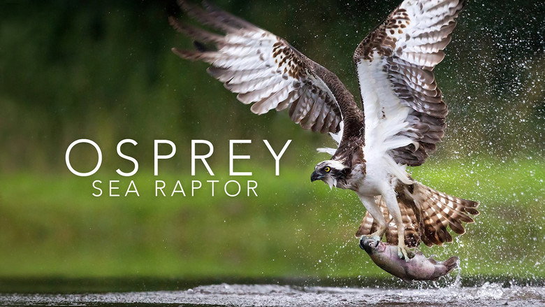 кадр из фильма Osprey: Sea Raptor