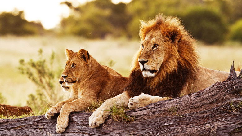 кадр из фильма Wild Botswana