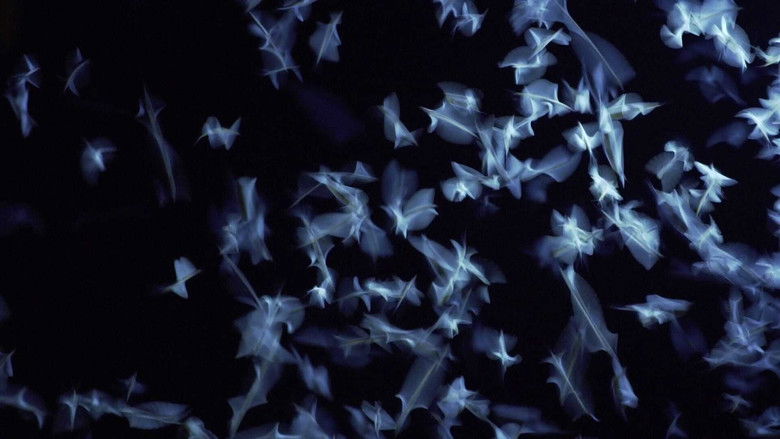 кадр из фильма A dunavirág mentőakció