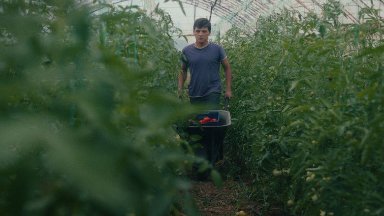 кадр из фильма Θερμοκήπιο