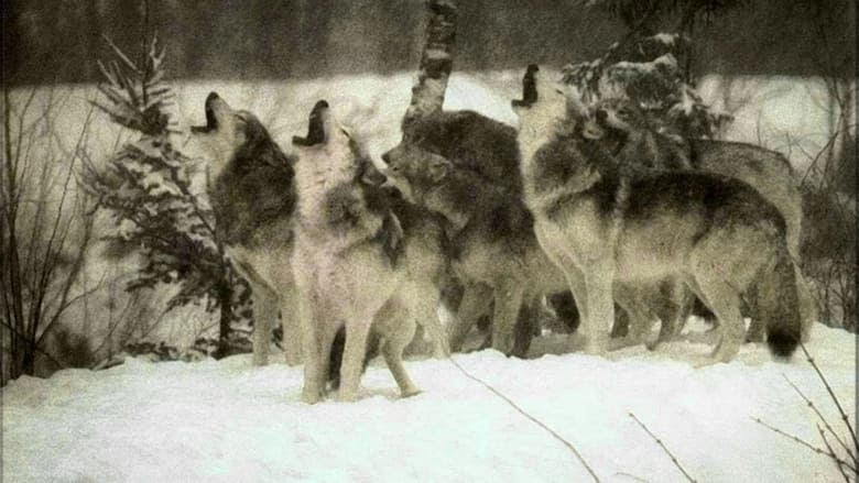 кадр из фильма Vuk