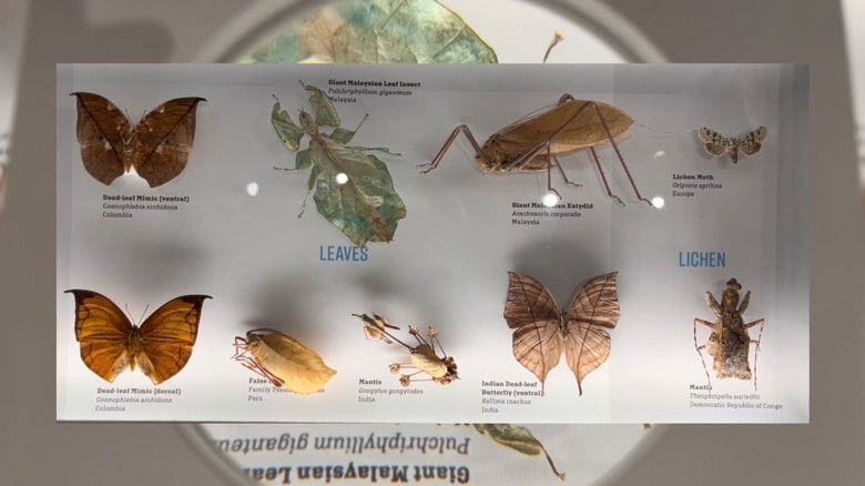 кадр из фильма Day at the Museum