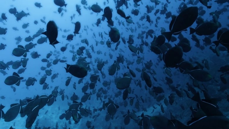 кадр из фильма Atlantic: The Wildest Ocean on Earth