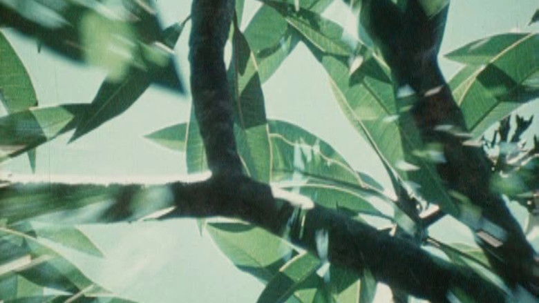 кадр из фильма Bark-Rind