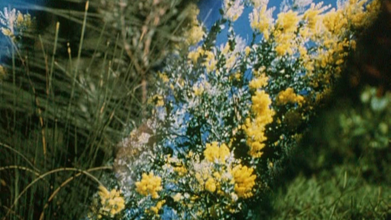 кадр из фильма Australian Bush