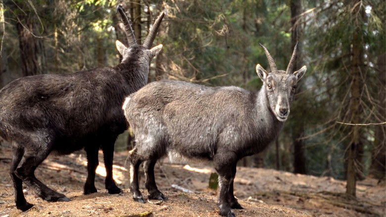 кадр из фильма Sopra Mille Metri