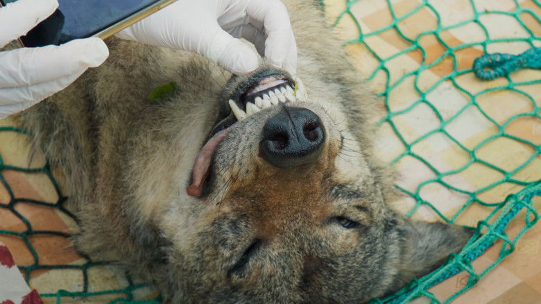 кадр из фильма Im Land der Wölfe