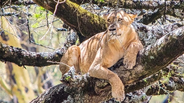 кадр из фильма Lion Queen