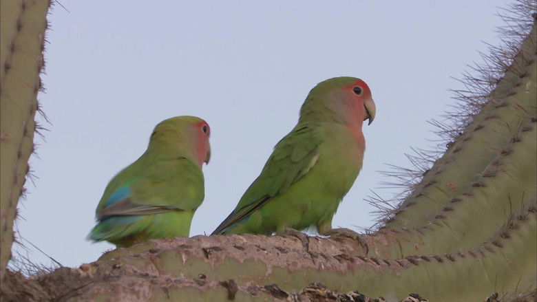 кадр из фильма Planet Parrot