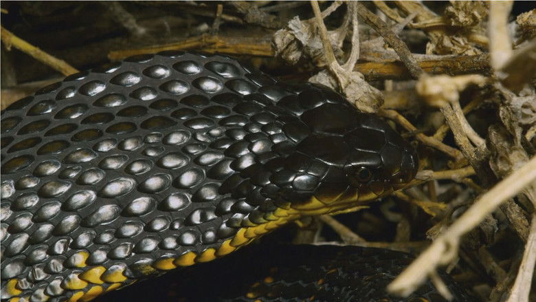 кадр из фильма Snake Island: Wild & Deadly