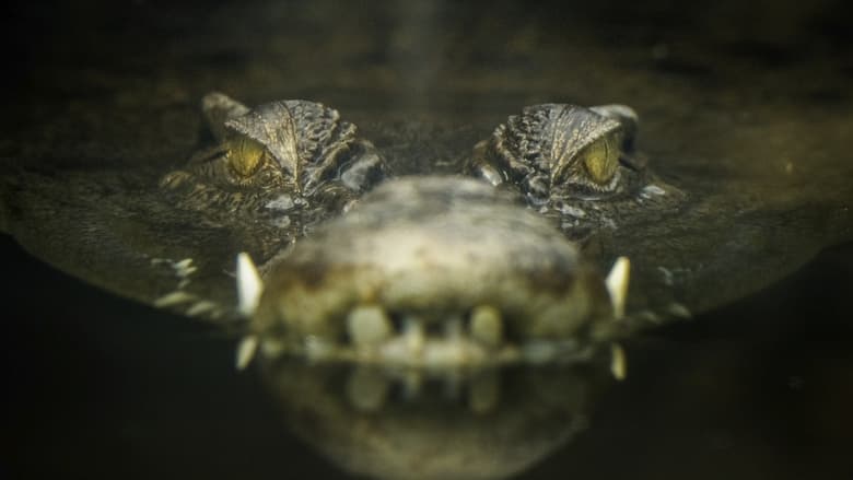 кадр из фильма Lair Of The Killer Crocs