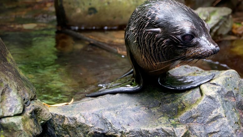 кадр из фильма Fur Seals