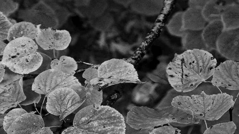 кадр из фильма This Pond Is Full