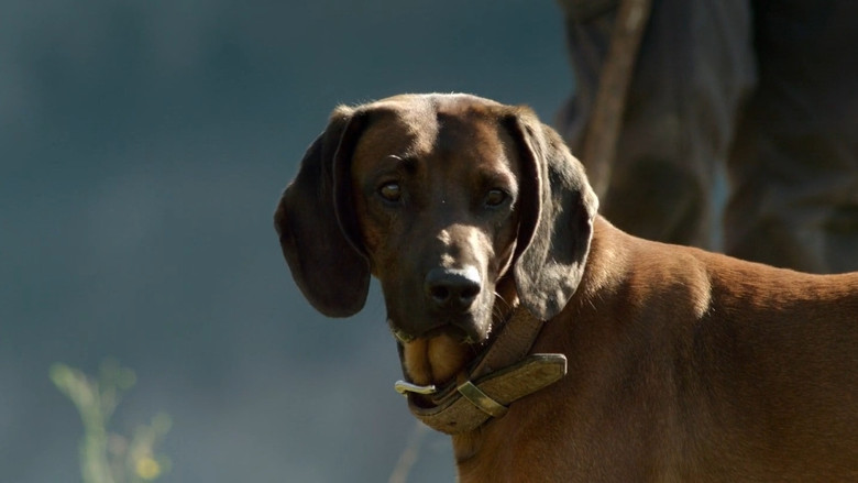 кадр из фильма Стена