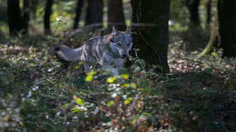 кадр из фильма L'ombra del lupo
