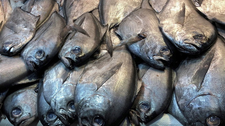 кадр из фильма Die Gier nach Lachs
