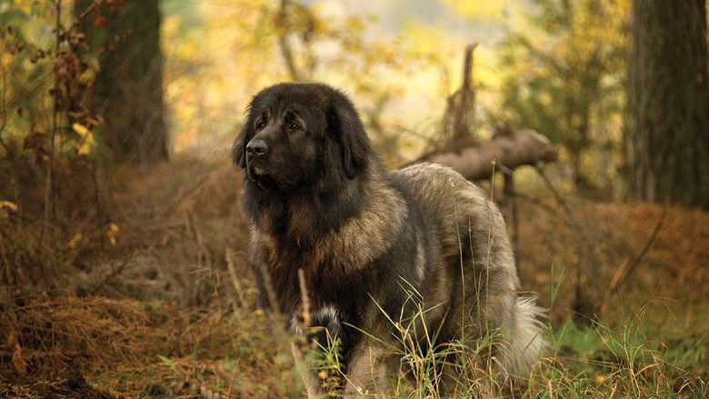 кадр из фильма Myrsky