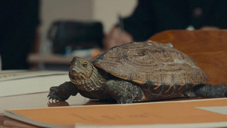 кадр из фильма 亀も、青春は短い