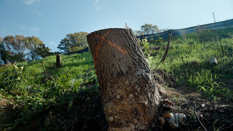 кадр из фильма The Tree Economy