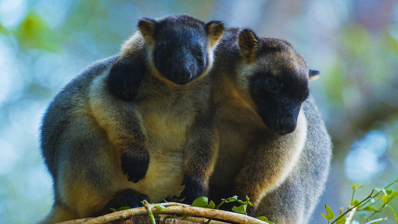 кадр из фильма Tree Kangaroos: Ghosts of the Forest
