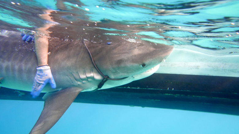 кадр из фильма Sharks of the Bermuda Triangle