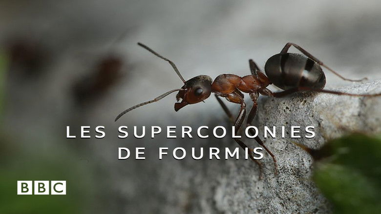 кадр из фильма Attenborough and the Empire of the Ants